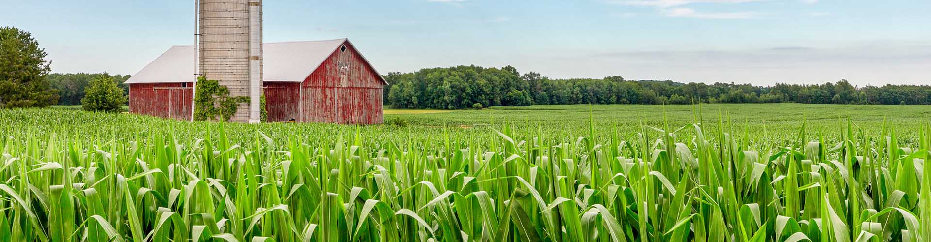 Old barn, silo, and corn field scene